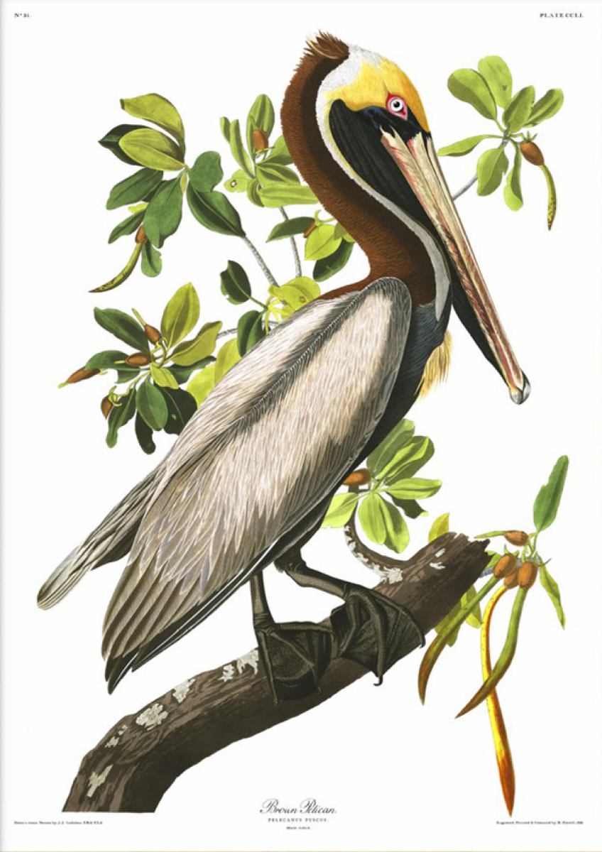 Brown Pelican -  Poster print 70 x 100 cm | Kunstbaron